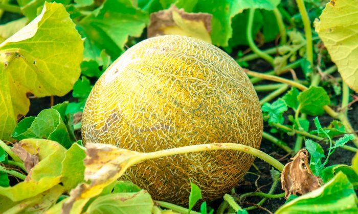 An Ancient Chinese Story: The Sun Melons