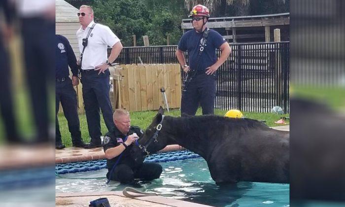 Florida Horse Dies After Taking a Dip in a Family Swimming Pool