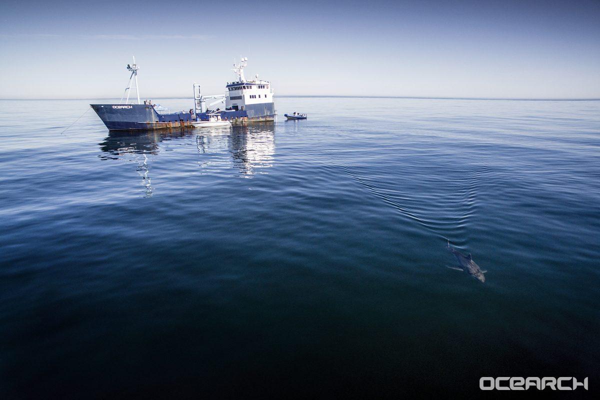 A shark tracking vessel of OCEARCH. (OCEARCH/Nichole Ring)
