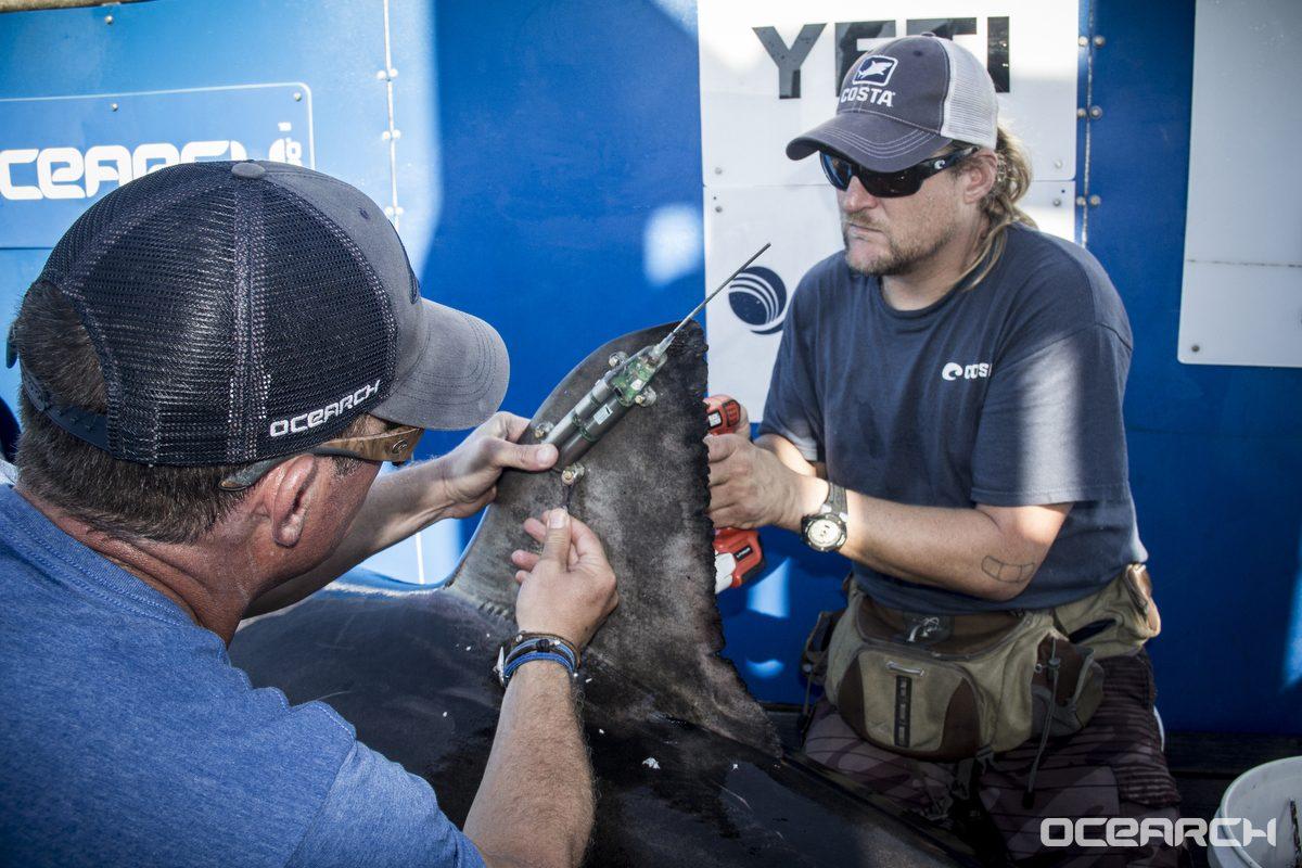 OCEARCH's team tagging a white shark called Costa. (Nicole Ring/OCEARCH)