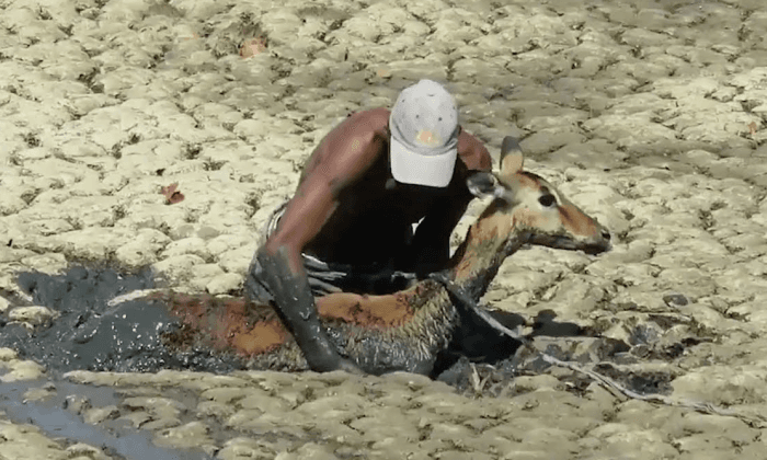 Video: Heroic Man Dives Into Mud to Rescue Impala at Zimbabwe National Park