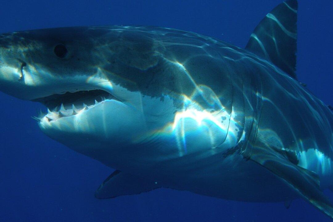 Fisherwoman Reels in 15-foot Shark in 90 Minutes