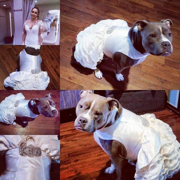Photo courtesy of <a href="https://www.instagram.com/baileythehousehippo/">Jeniffer Hindieh</a>