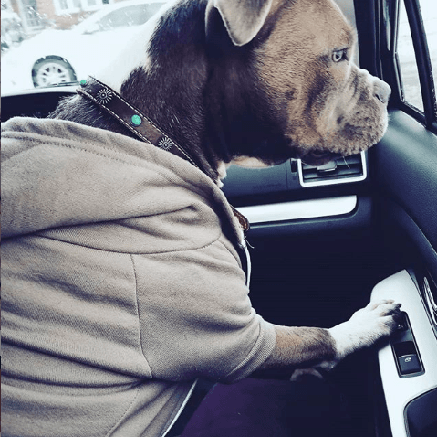 Photo courtesy of <a href="https://www.instagram.com/baileythehousehippo/">Jeniffer Hindieh</a>