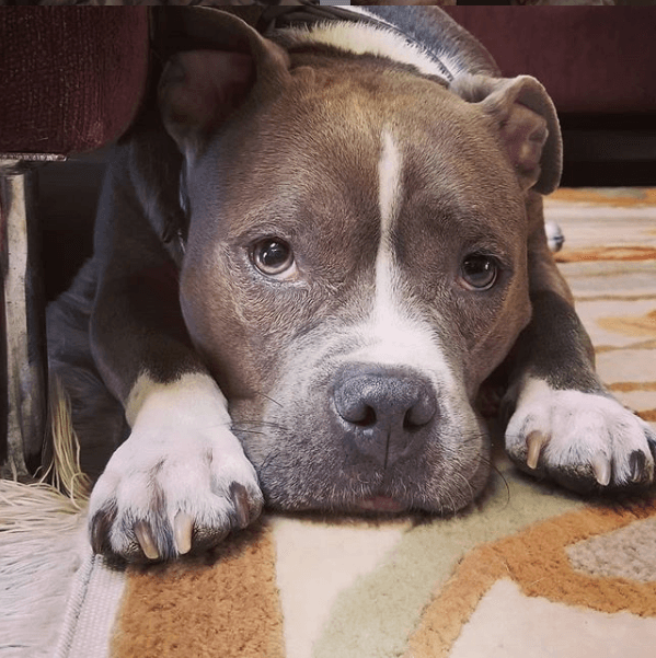 Photo courtesy of <a href="https://www.instagram.com/baileythehousehippo/">Jeniffer Hindieh</a>