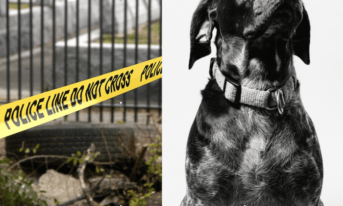 Multiple Dogs Found Killed, Tortured in Vermont, $1,000 Reward for Tips