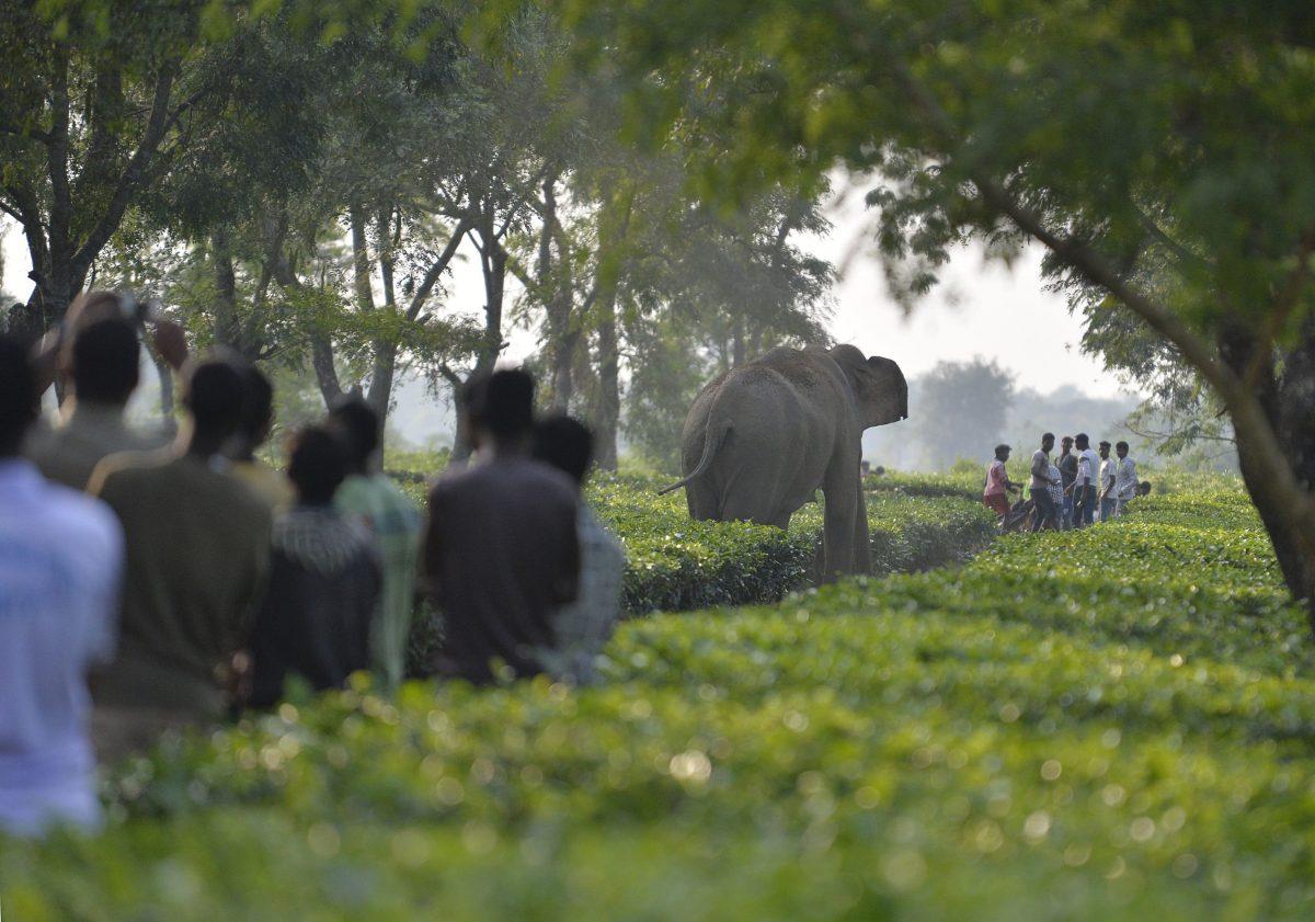 Indian villagers look on as a herd of 46 wild Asian elephants walk through the Gangaram Tea Garden on Nov. 29, 2017. (Diptendu Dutta/AFP/Getty Images)