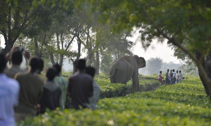 Elephant Kills Man After People Pelt Stones At Its Just Born Baby