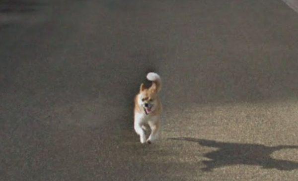 A closeup photo shows the dog (Google Street)