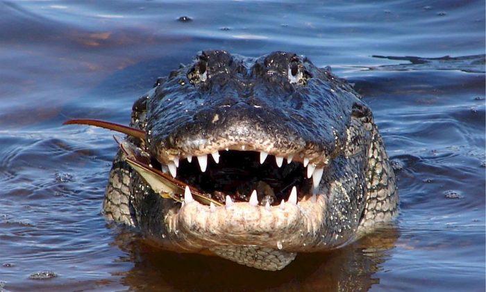 Alligators Seen Dragging Body in Florida Lake, Say Police