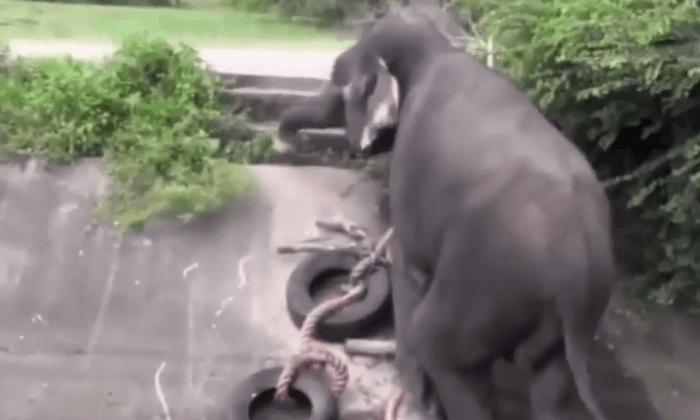 The Amazing Moment An Elephant Escapes From Canal