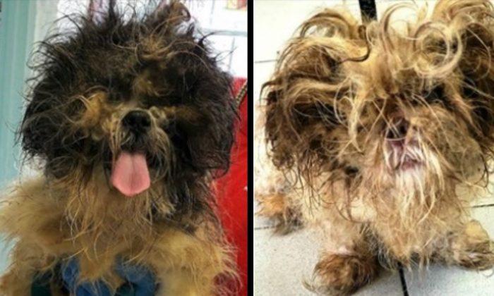 Abandoned Dogs Found Without Food and Water in Foreclosed New Jersey Home