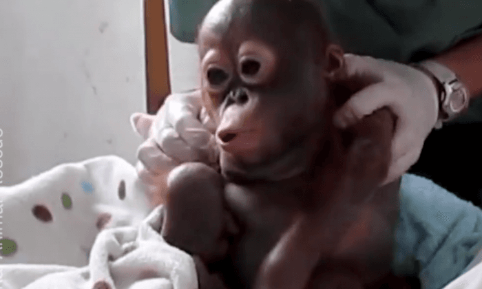 Video: Abandoned Baby Orangutan Makes Heartwarming Recovery