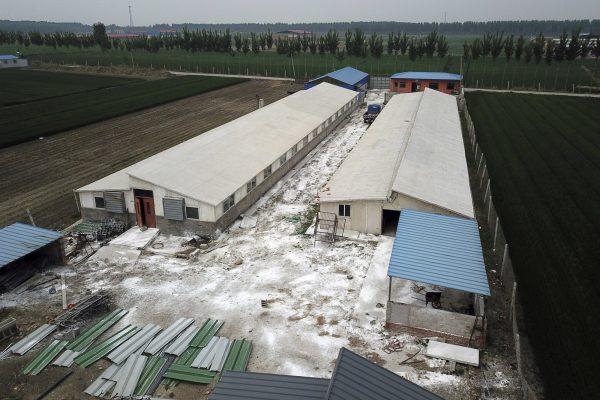 In this aerial photo, a white disinfectant powder is sprinkled on the soil around a pig farm owned by farmer Yang Wenguo in Jiangjiaqiao village in northern China's Hebei Province, China on May 8, 2019. (Sam McNeil/AP Photo)