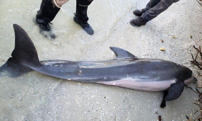 2-Foot Shower Hose Found in Dead Dolphin’s Stomach, Say Officials