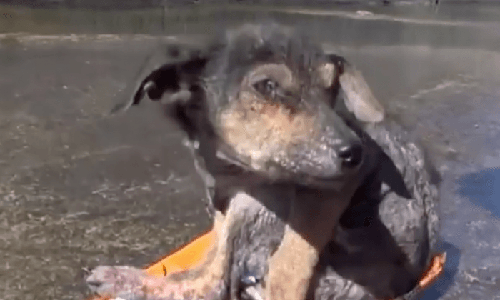 Video: Dog Missing a Limb Is Dumped in River, but Watch His Incredible Recovery