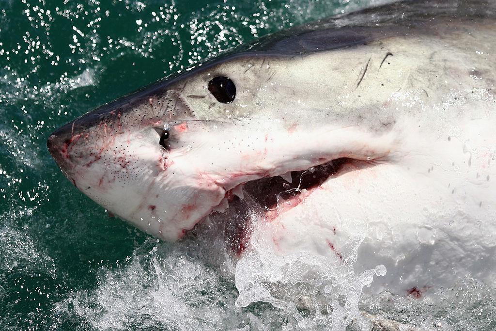 Stock image of a shark. (Dan Kitwood/Getty Images)