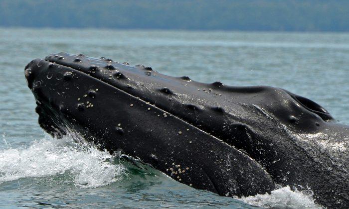 Humpback Whales Are Regulars at This Canadian Rainforest Ocean-Side Paradise