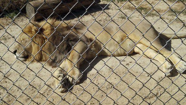 The lion Matthai relaxes inside his enclosure at the Conservators Center in Burlington, NC., on Sept. 30, 2017. (Erik Sommers via AP)