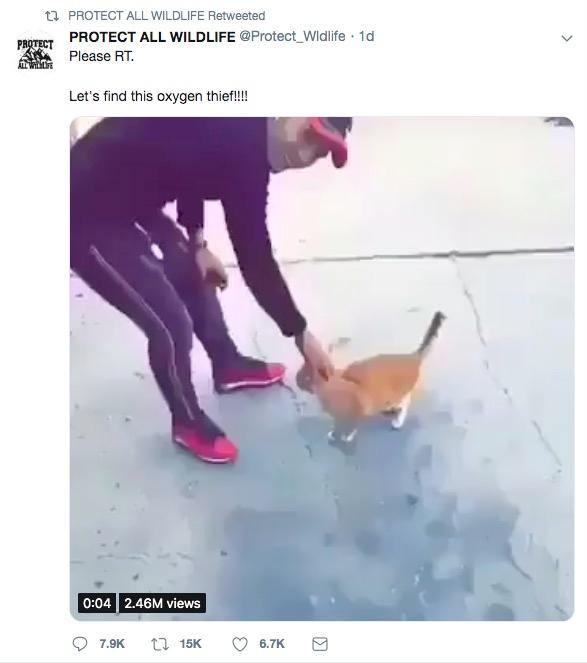 The shocking video was posted on the Twitter account of animal activism group Protect All Wildlife. (Twitter/Protect_Wildlife)
