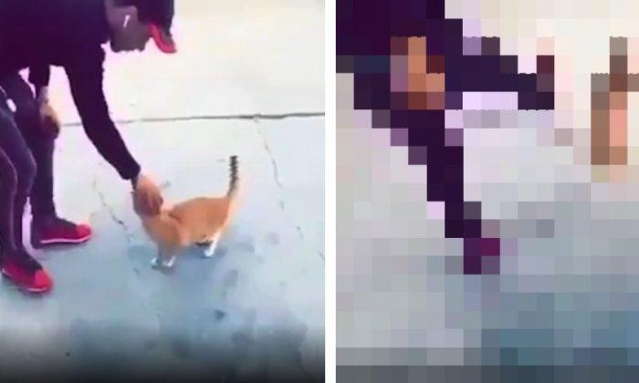 Animal Rights Group Investigates Man Who Drop-Kicked Cat in Disturbing Video