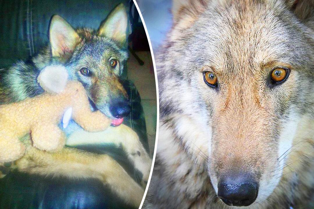 Boy Takes Home Abandoned ‘Puppy’–Then He Finds Out It’s Actually a HUGE Wolf