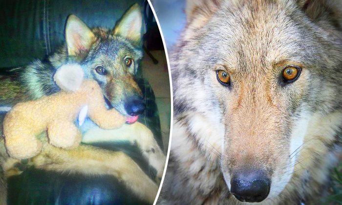 Boy Takes Home Abandoned ‘Puppy’–Then He Finds Out It’s Actually a HUGE Wolf