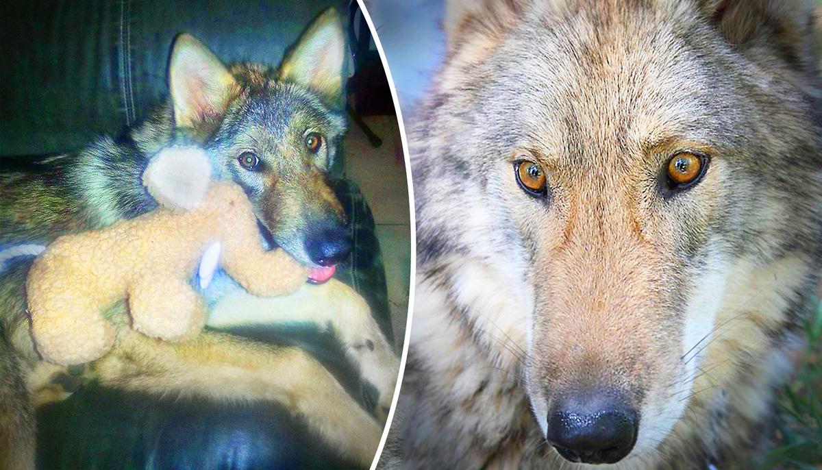 Boy Takes Home Abandoned ‘Puppy’–Then He Finds Out It’s Actually a HUGE Wolf
