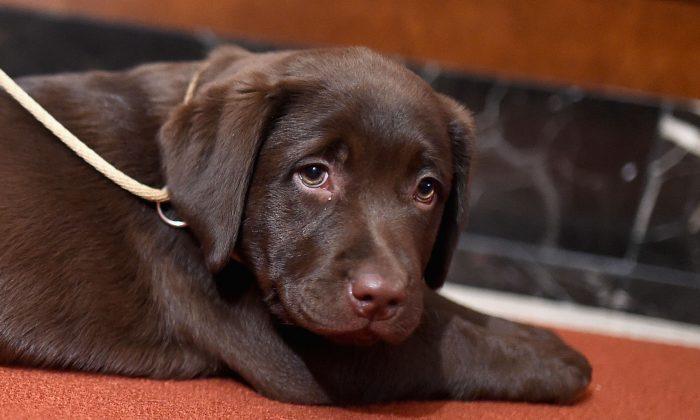 British Man Sentenced to Jail for Beating Puppy to Death