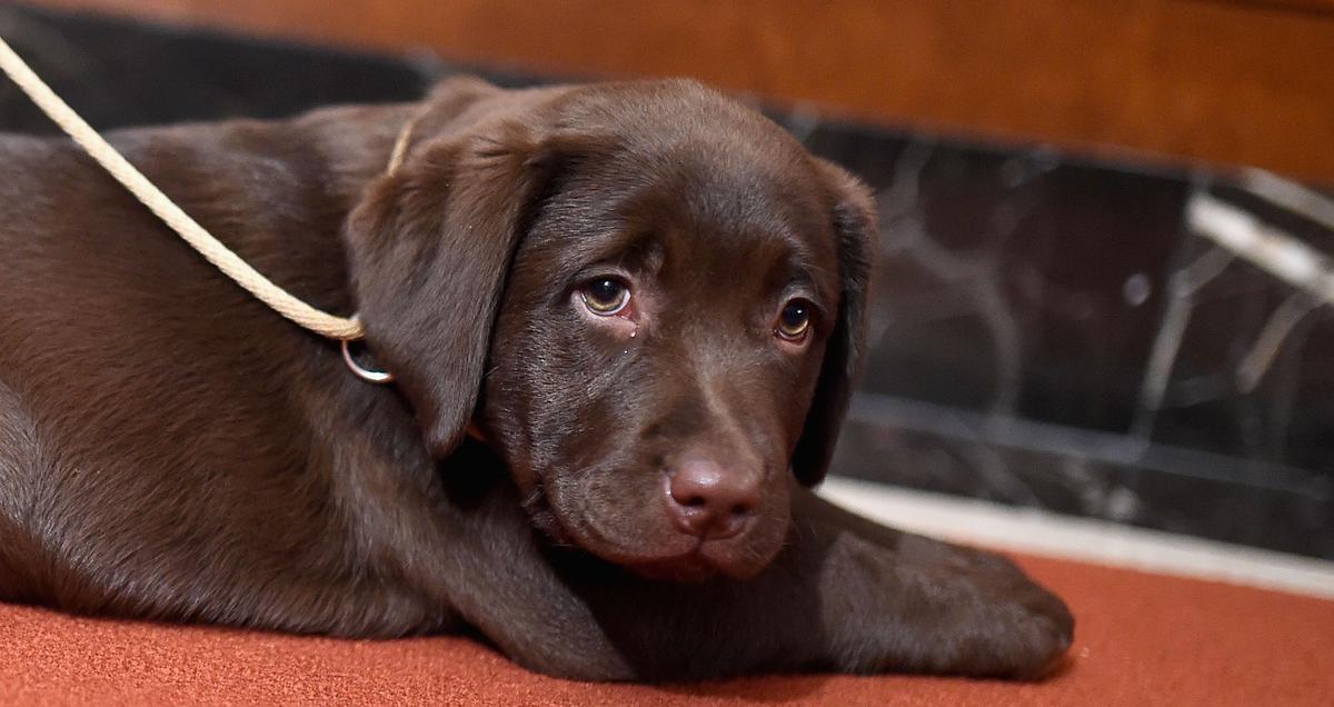British Man Sentenced to Jail for Beating Puppy to Death