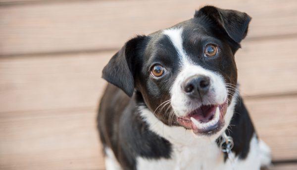 Jack russell terrier puppy (Shutterstock)