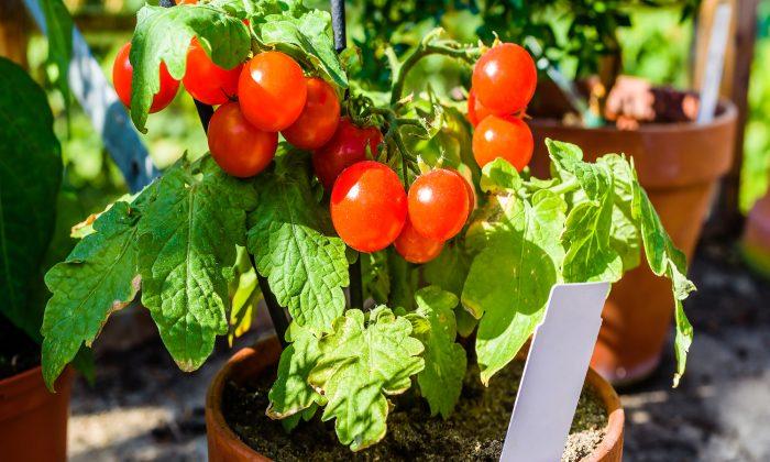 The Simplest Trick to Grow Your Own Tomatoes With Just 3 Things