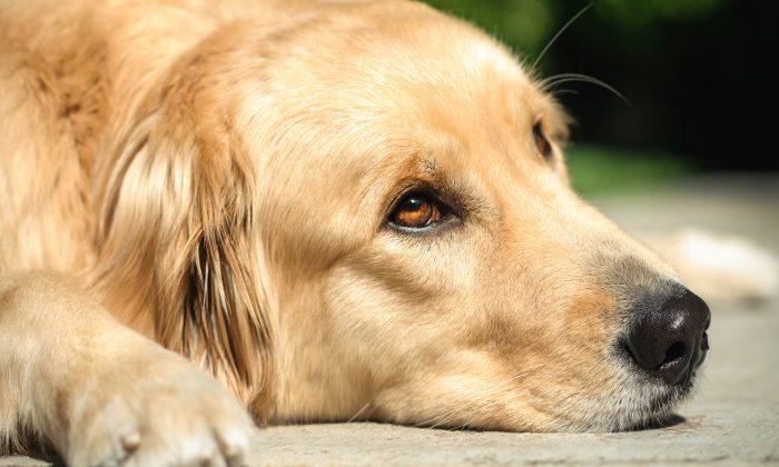Golden Retriever ‘Cries’ at Night Awaiting Her Owner Who Won’t Be Coming Back