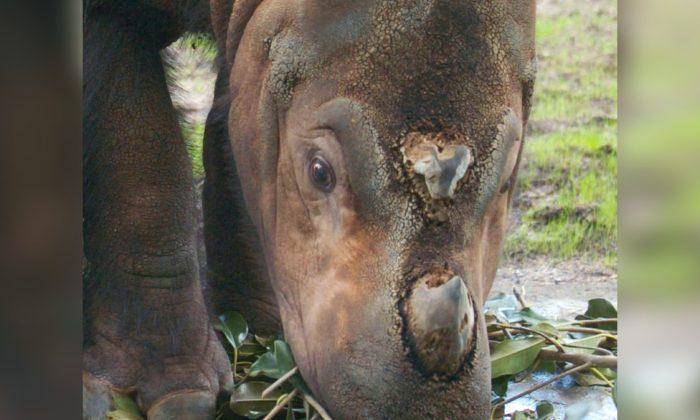 Malaysia Mourns After Last Male Sumatran Rhino Dies