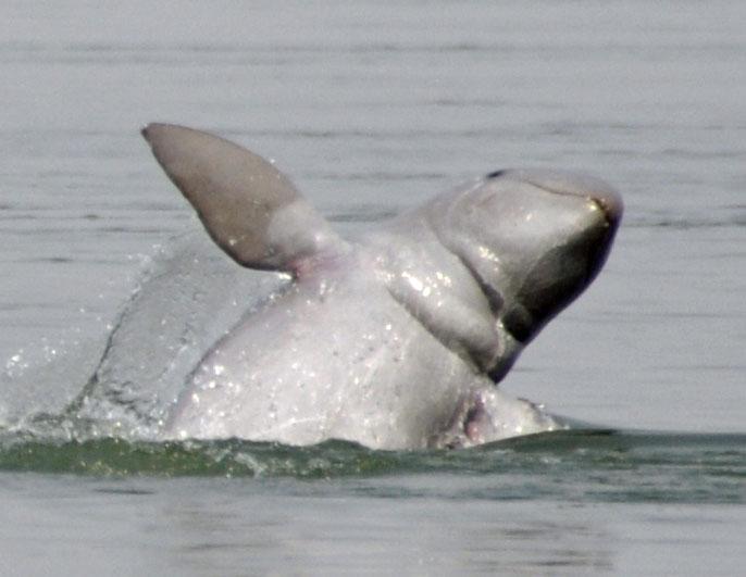 An Irrawaddy dolphin. (<a href="https://en.wikipedia.org/wiki/Irrawaddy_dolphin#/media/File:DKoehl_Irrawaddi_Dolphin_jumping.jpg">CC BY 3.0/Wikimedia Commons</a>)