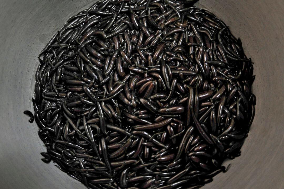 Flight Passenger Fined $15,000 for Carrying Thousands of Leeches in Carry-On Luggage