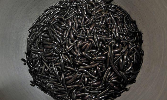 Flight Passenger Fined $15,000 for Carrying Thousands of Leeches in Carry-On Luggage