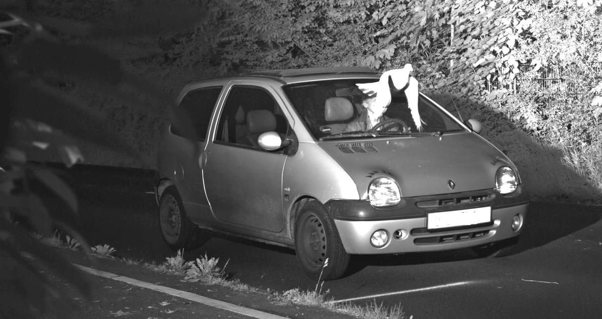 Pigeon’s Perfect Timing Helps Save Driver From Speeding Fine