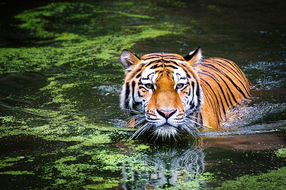 Stock image of a tiger. (Andibreit/Pixabay)