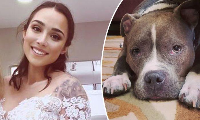 Bride-to-Be Buys Matching Gown for Pit Bull So That It Can Be a Part of the Wedding