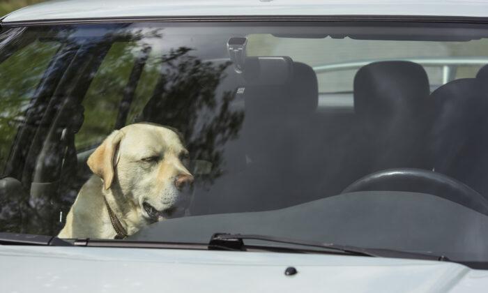 Officer Makes Woman Sit in Hot Car After She Locked Dog Inside With No Ventilation