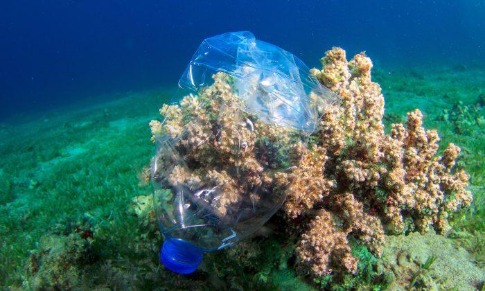 EU Voted for Complete Ban on Single-Use Plastics by 2021 to Keep Our Oceans Healthier