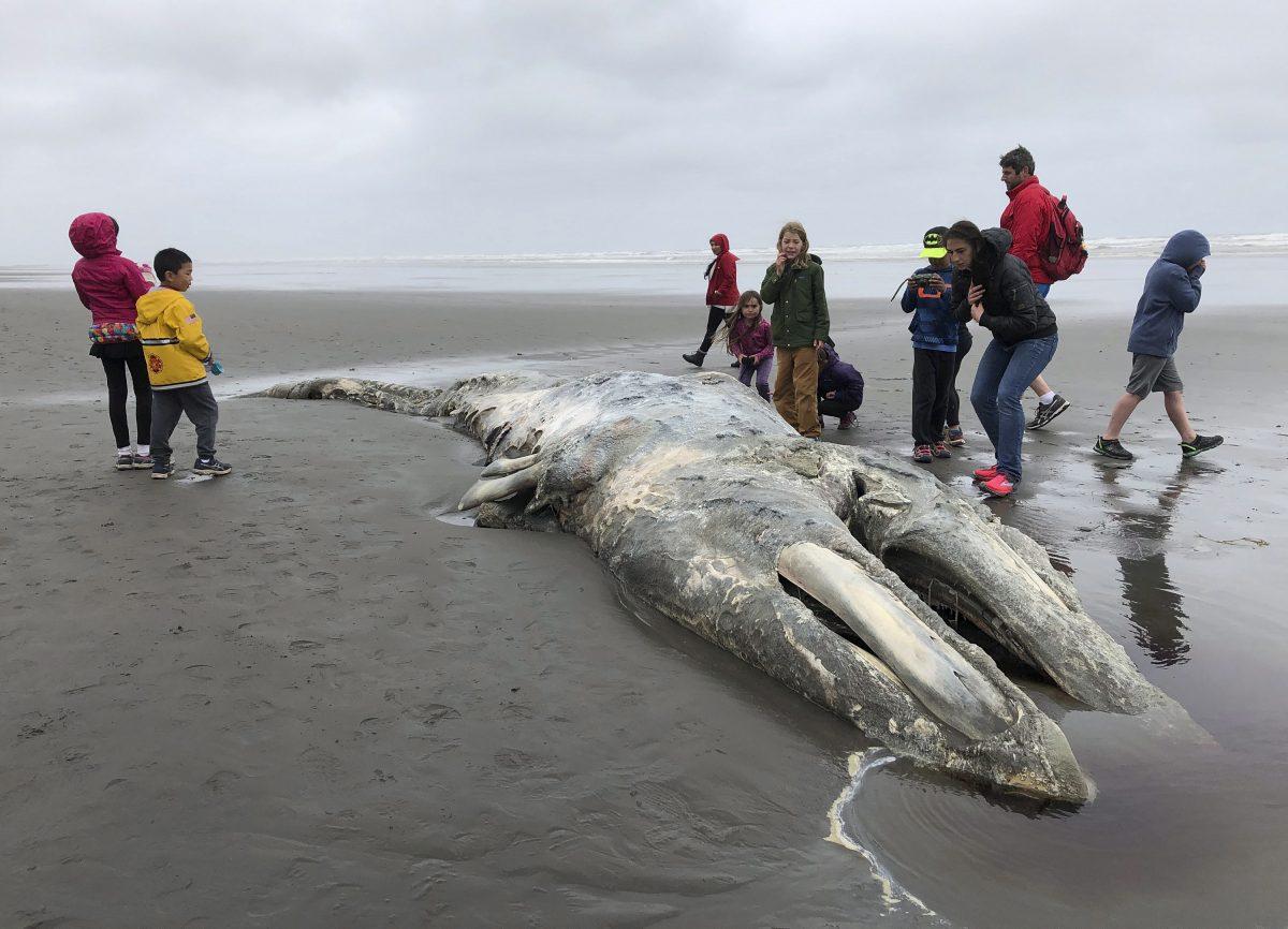 Teachers and students from Northwest Montessori School in Seattle examine the carcass of a gray whale after it washed up on the coast of Washington's Olympic Peninsula on May 24, 2019. (Gene Johnson/AP Photo/The Canadian Press)