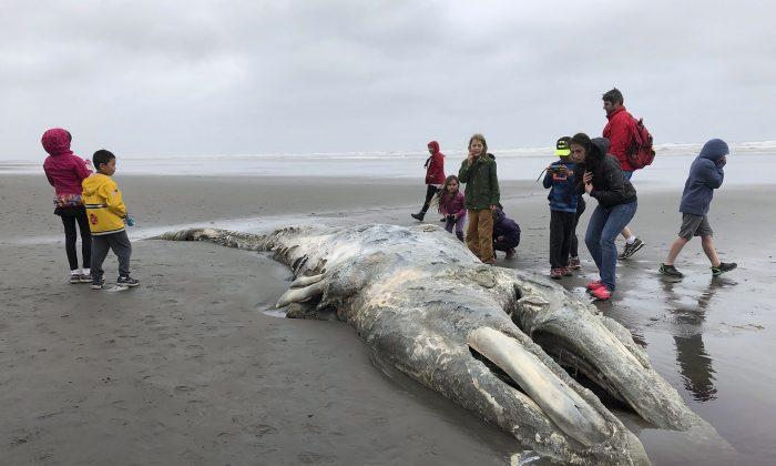 ‘Unusual Mortality Event’ Declared as Grey Whales Appear on West Coast Beaches