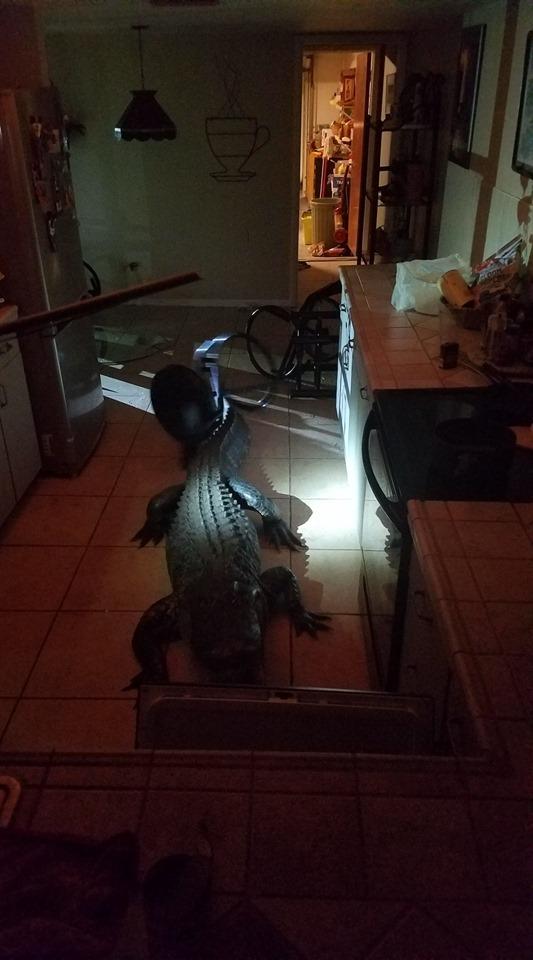 An 11-foot-long alligator was spotted inside a Florida home after going through the window. (Clearwater Police)
