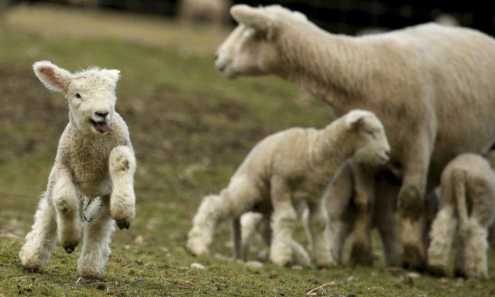 British Mother-of-7 Horrified After Thugs Hang Her Children’s Pet Lamb From Tree
