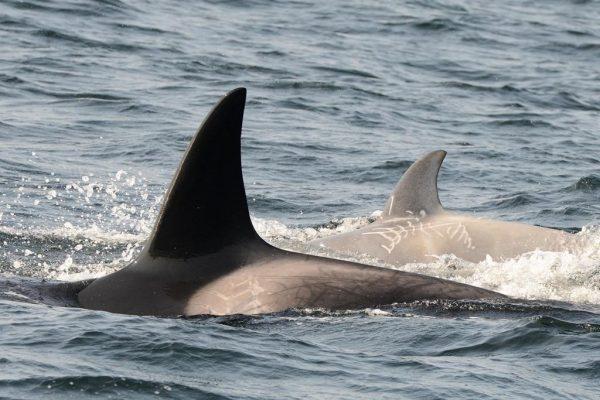 A rare white killer whale, shown in a handout photo, has been spotted off the coast of British Columbia. (HO-Department of Fisheries and Oceans-Miguel Neves Dos Reis/The Canadian Press)