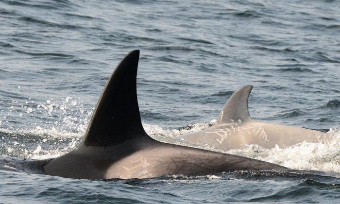 Rare White Young Killer Whale Swimming Off the British Columbia Coast