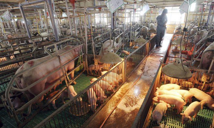 Seoul: North Korea Confirms African Swine Fever Outbreak