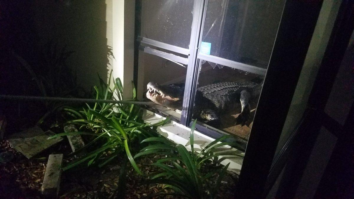 The gator apparently came in through her floor-to-ceiling windows before knocking over furniture and damaging walls. (Clearwater Police)